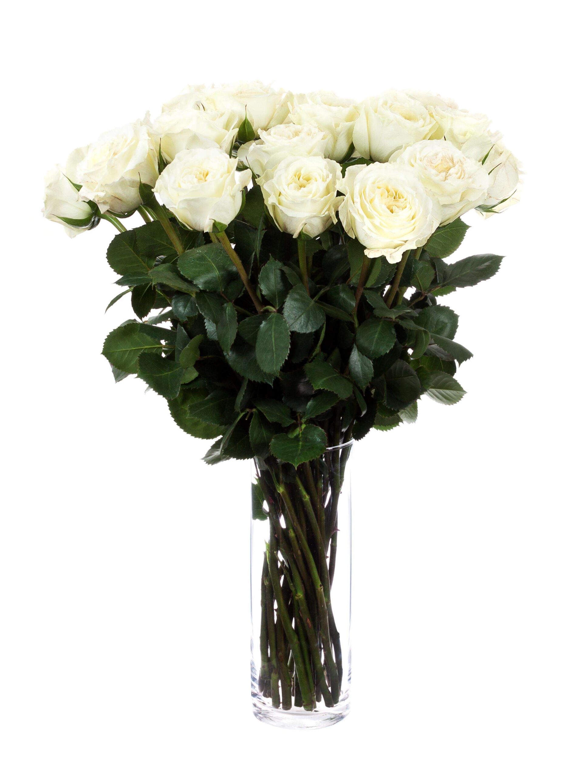 Rosen Mayra Cream weiss-creme