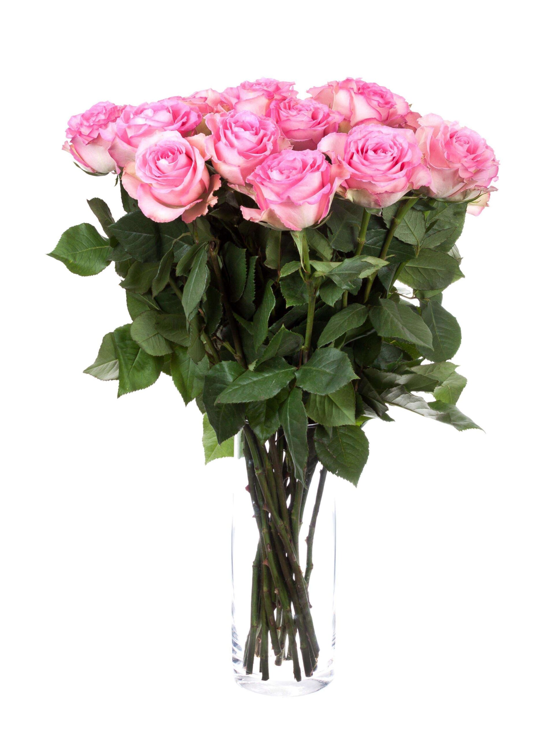 Rosen Sweet Unique rosa-pink