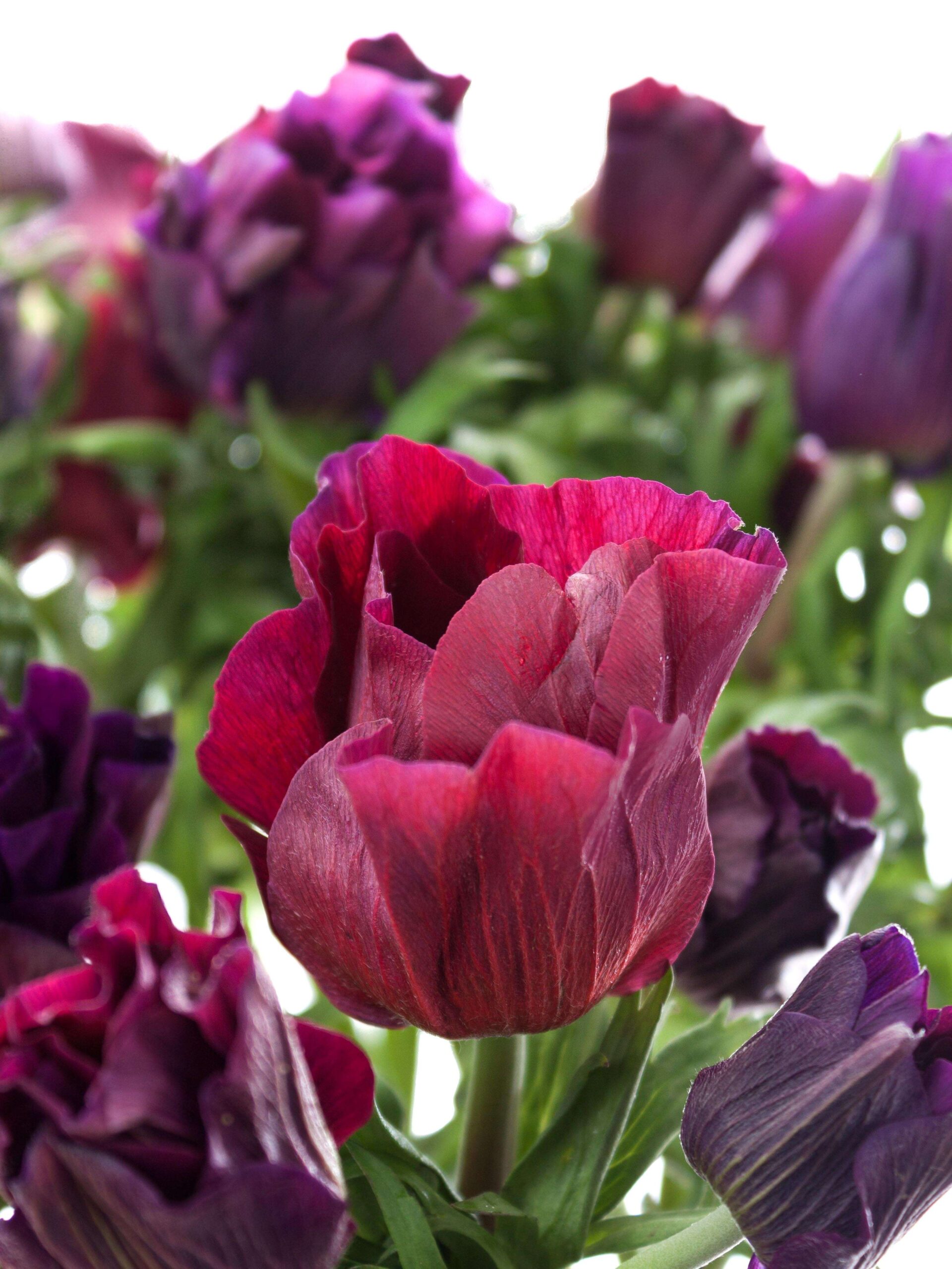 Anemone Mistral bordeaux