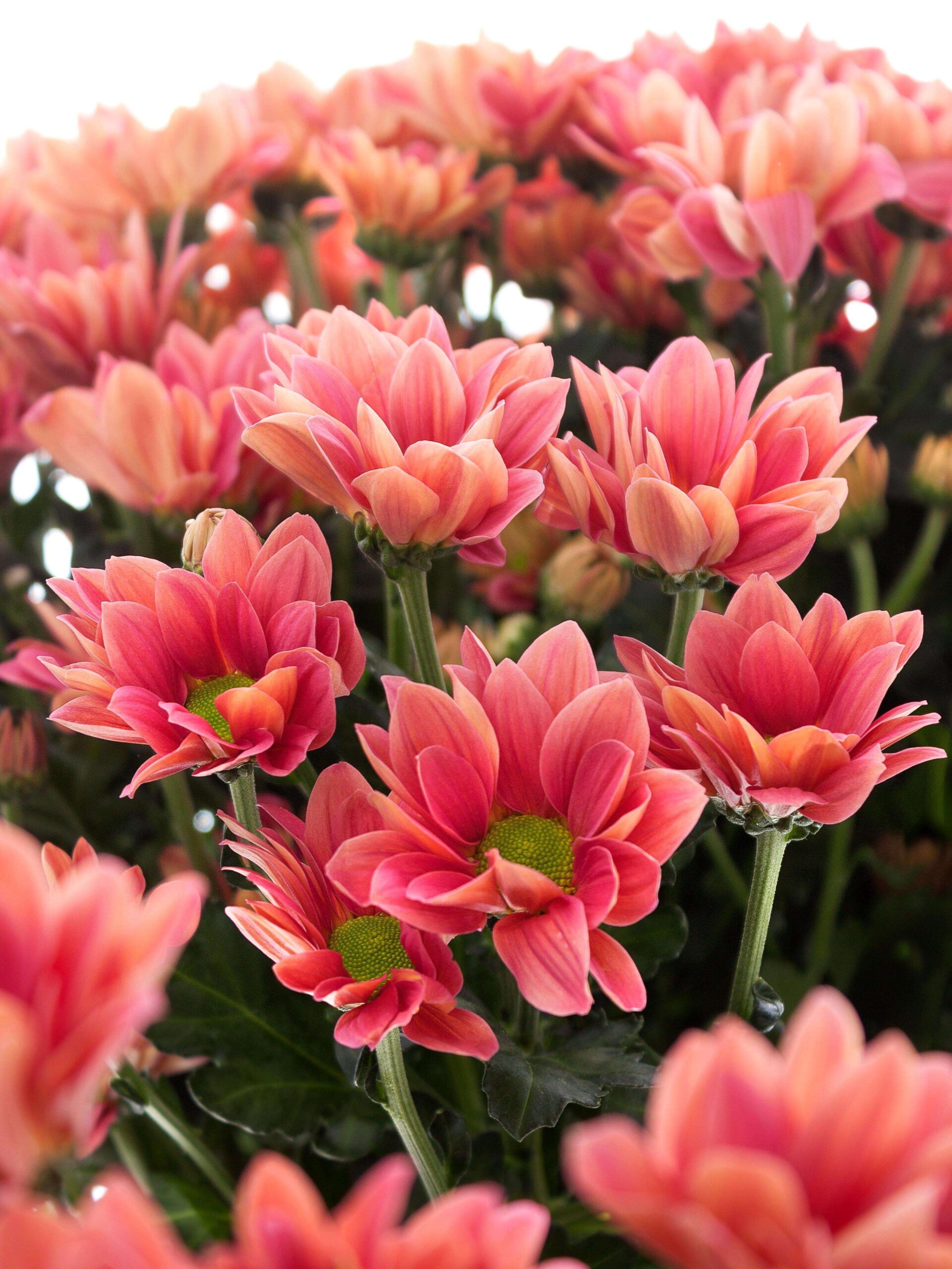 Chrysanthemen verzweigt "Grand Cherry" korall-creme