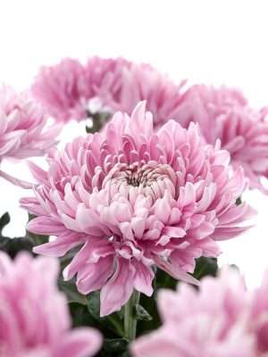 Chrysantheme Holiday pink