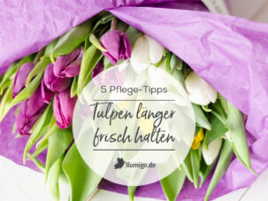 Tulpen-Pflege: 5 Tipps, um Tulpen länger frisch zu halten