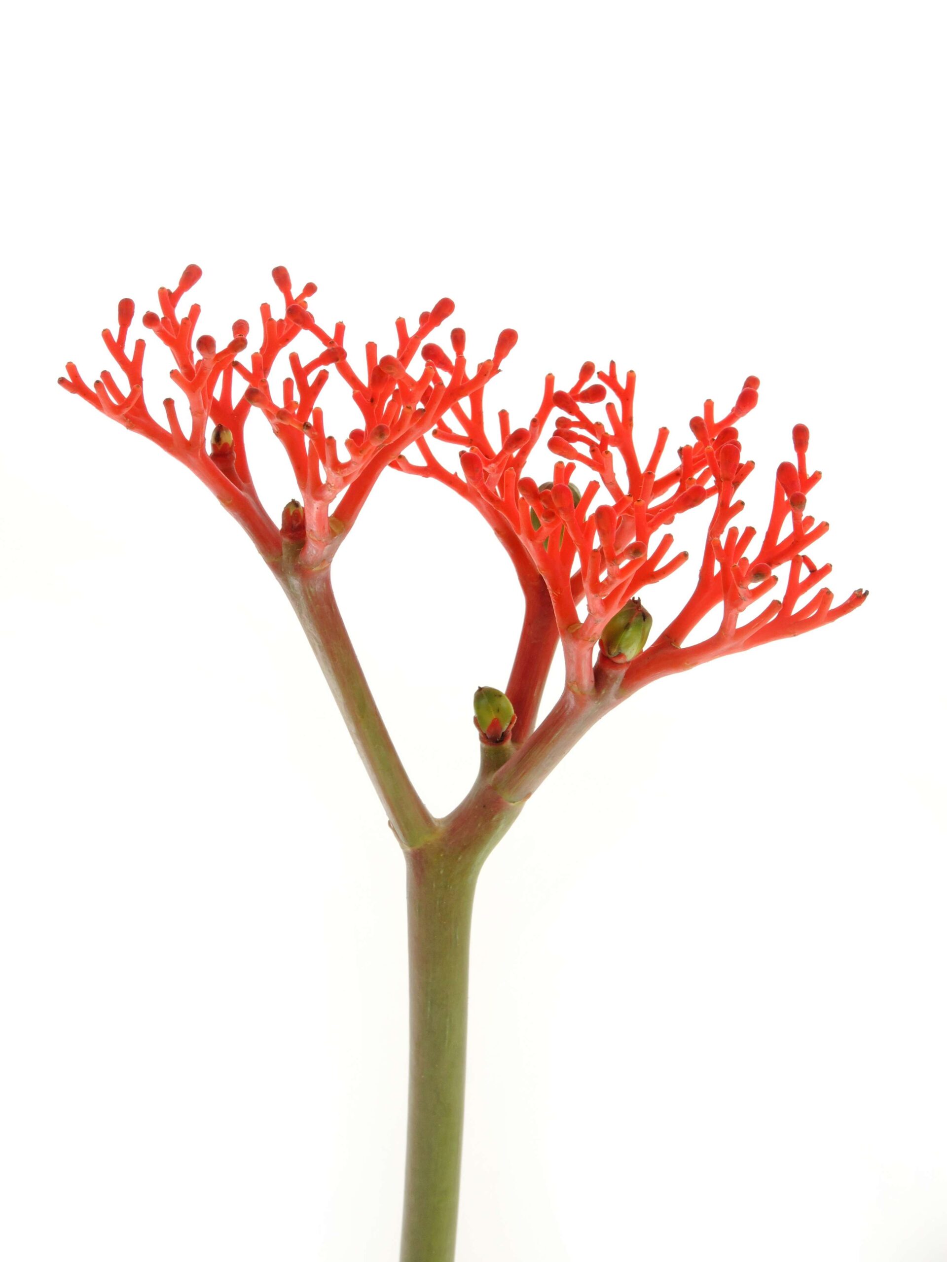 Jatropha Firecracker rot (10)