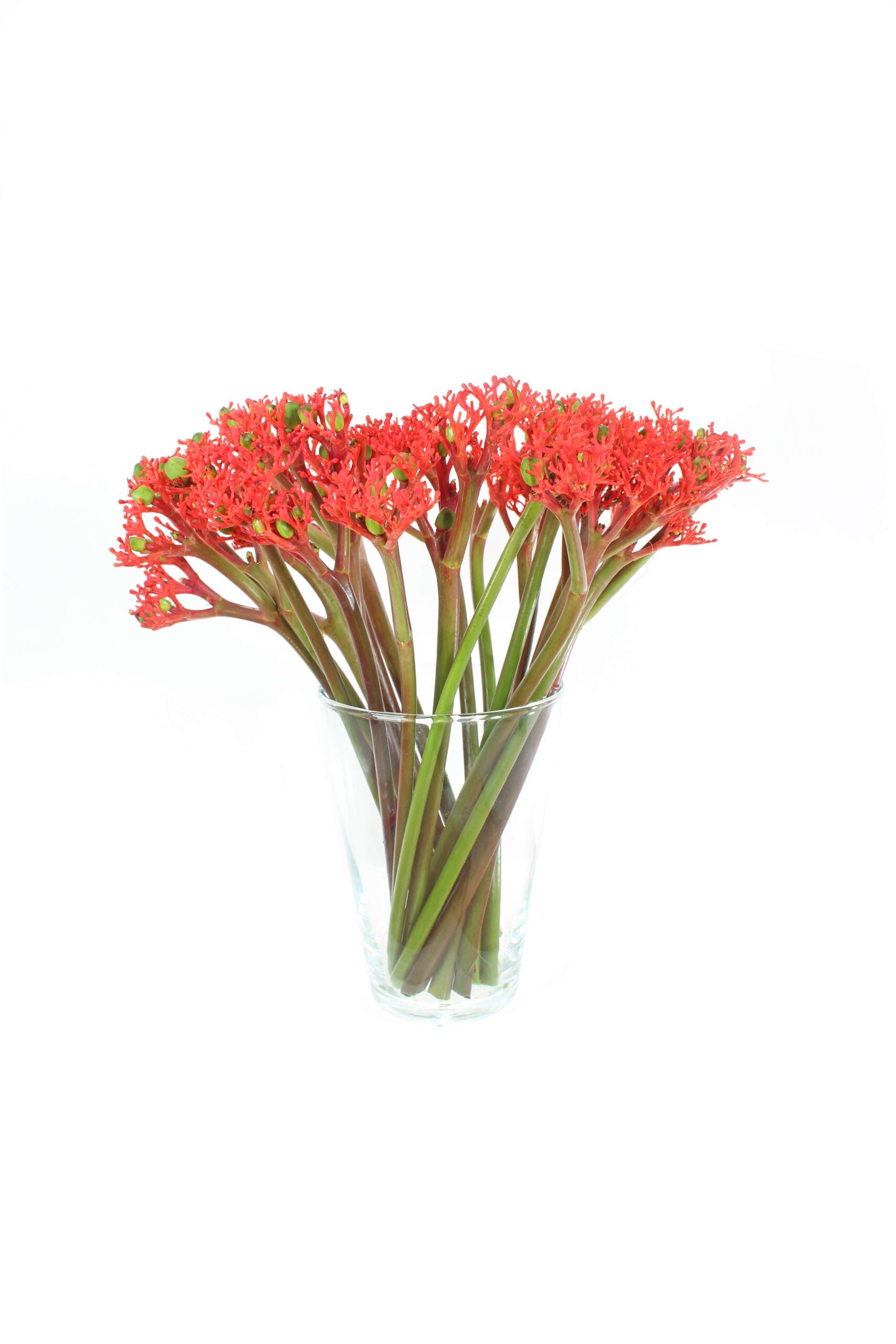 Jatropha Firecracker rot (6)