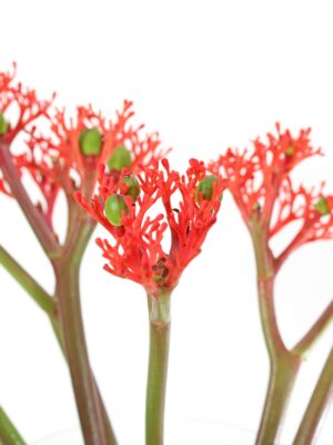 Jatropha