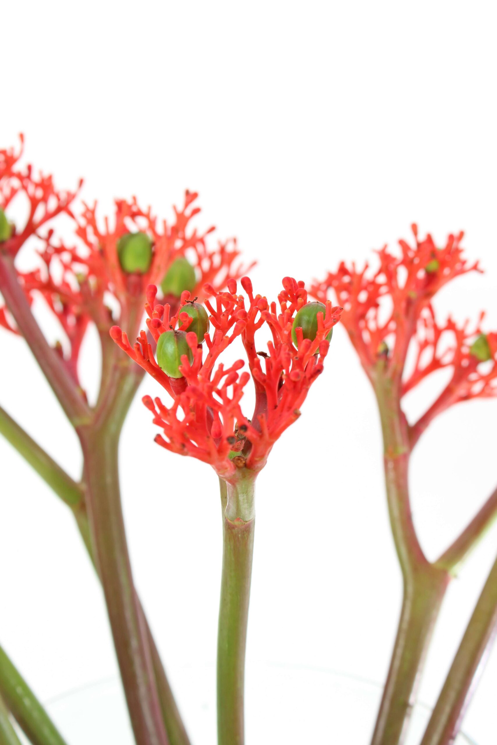 Jatropha "Firecracker" rot