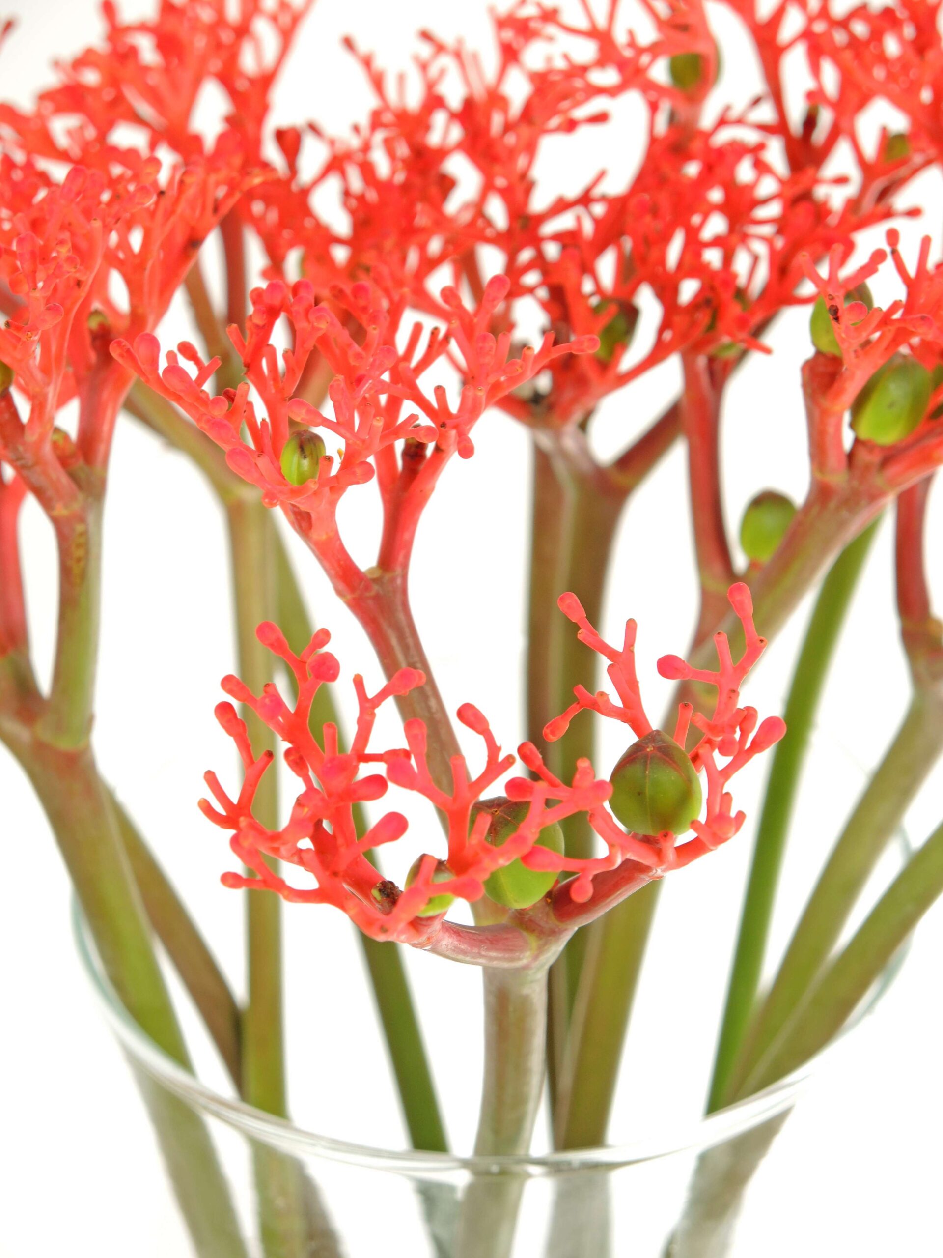 Jatropha Firecracker rot (8)