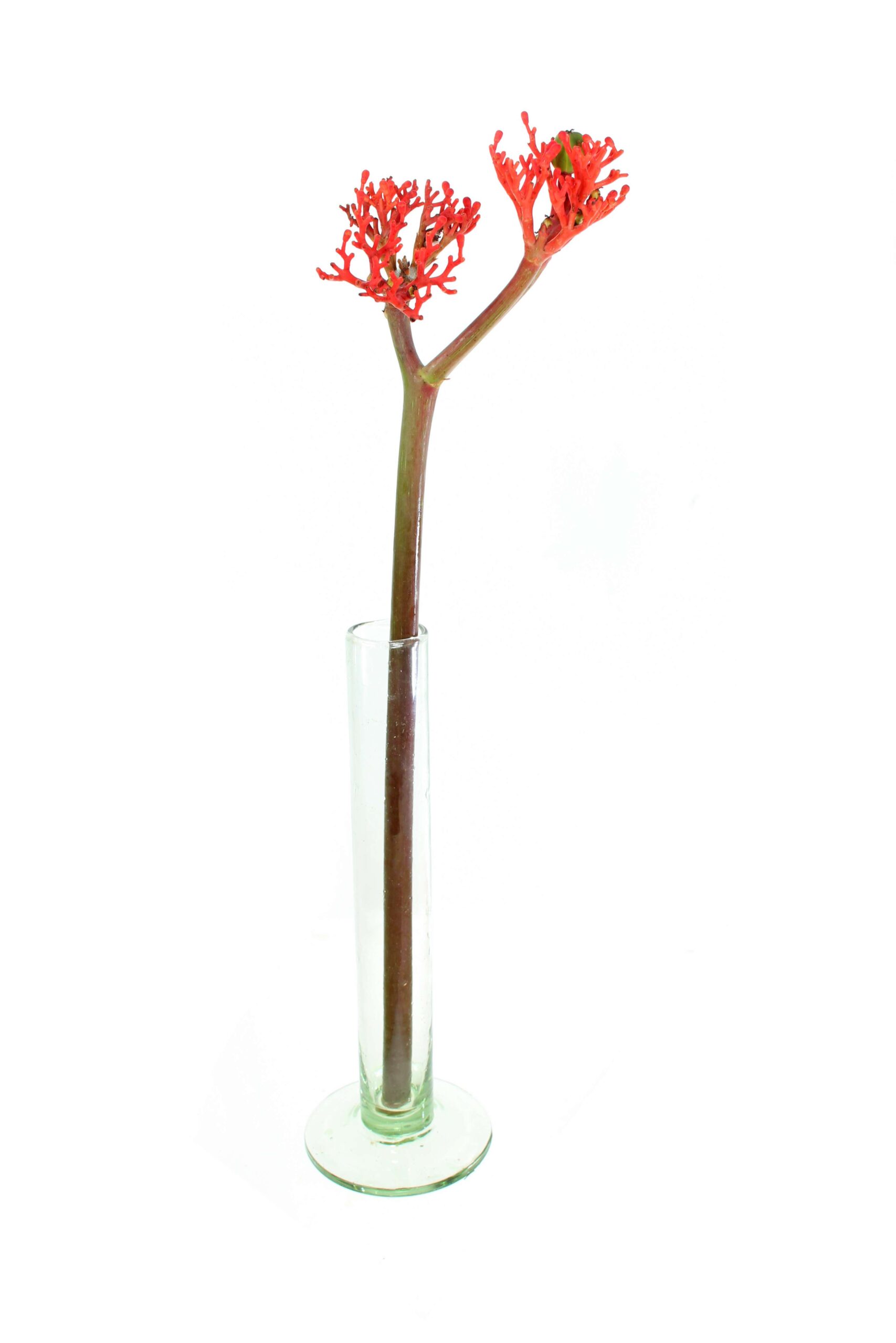 Jatropha Firecracker rot (9)
