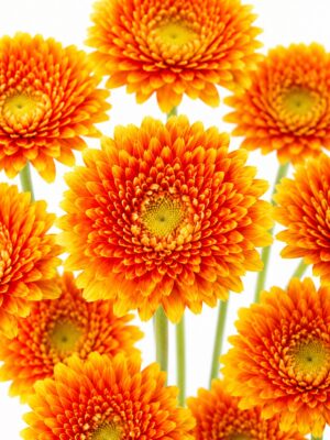 Gerbera mini