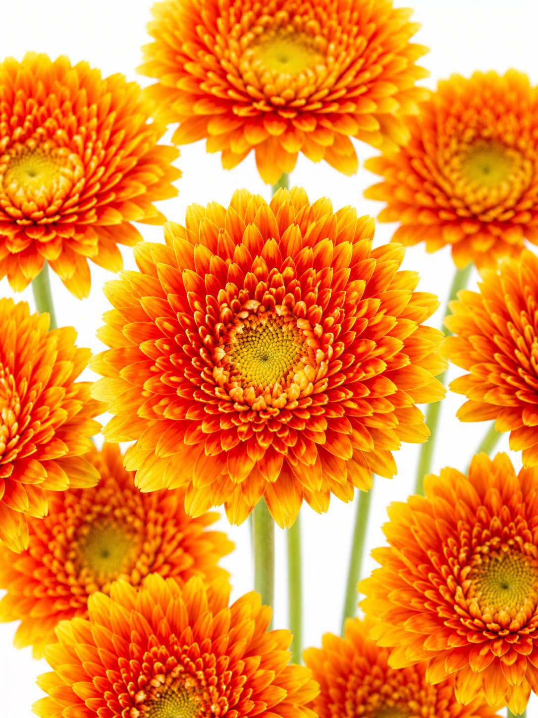 Gerbera mini "Canizares" orange-gelb