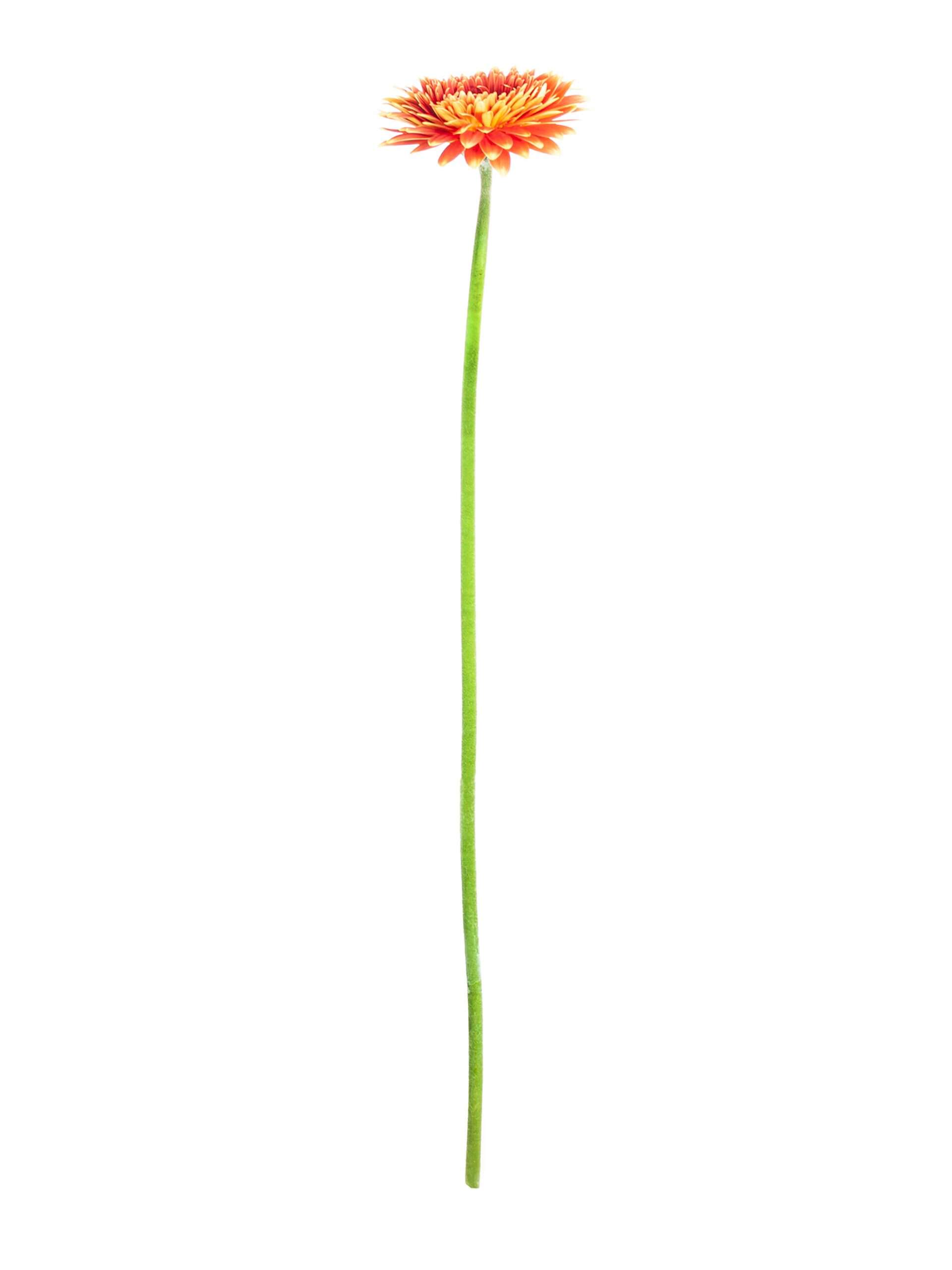 Gerbera mini Canizares rot-orange