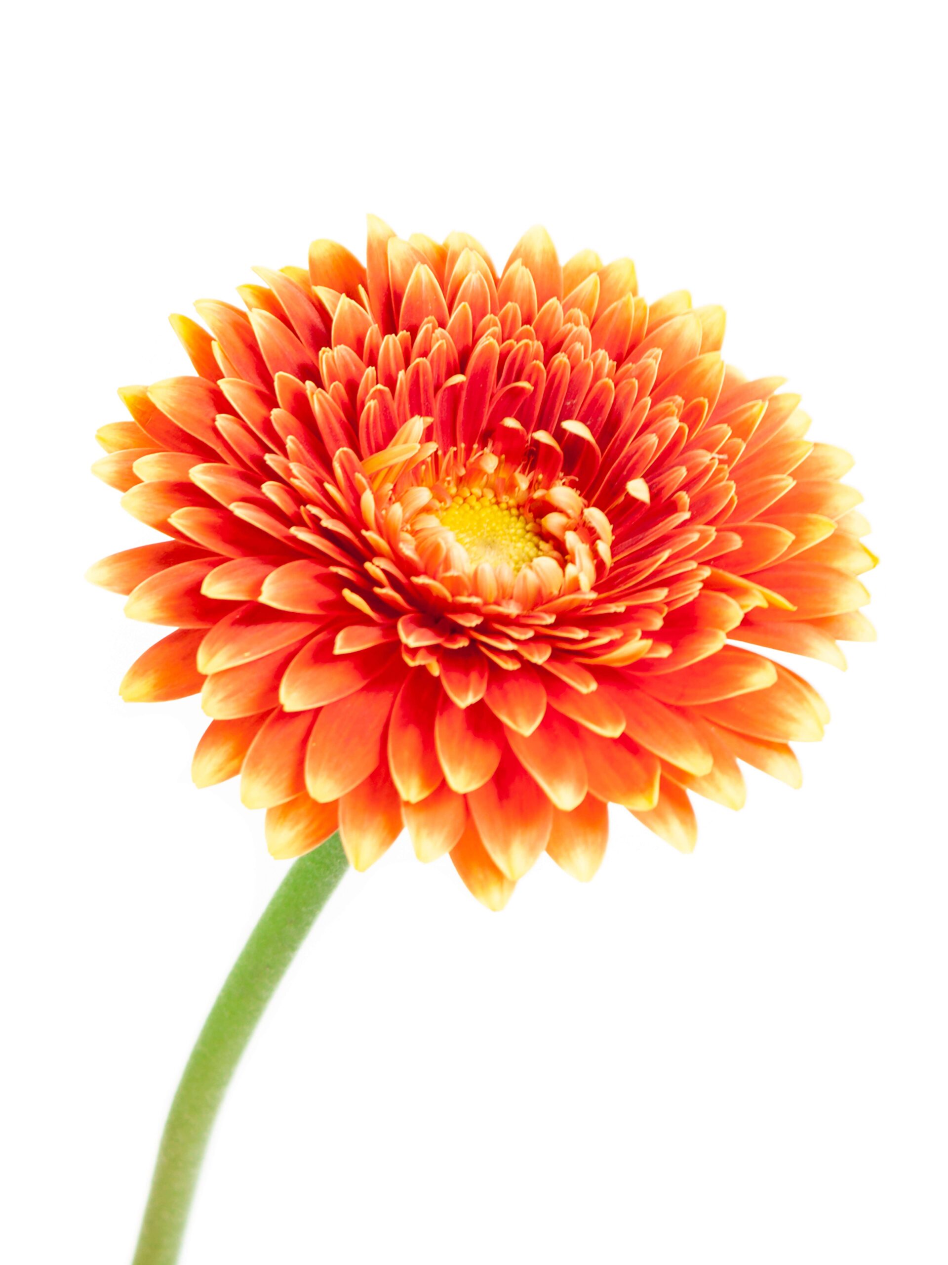 Gerbera mini Canizares rot-orange