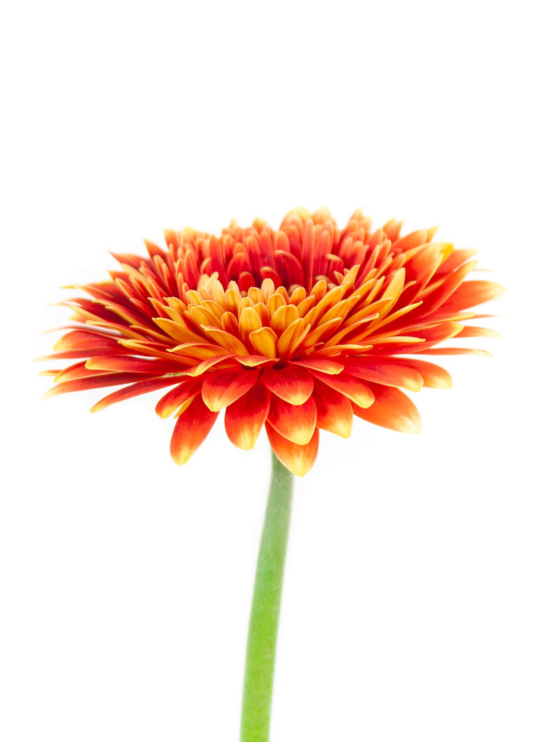Gerbera mini Canizares rot-orange