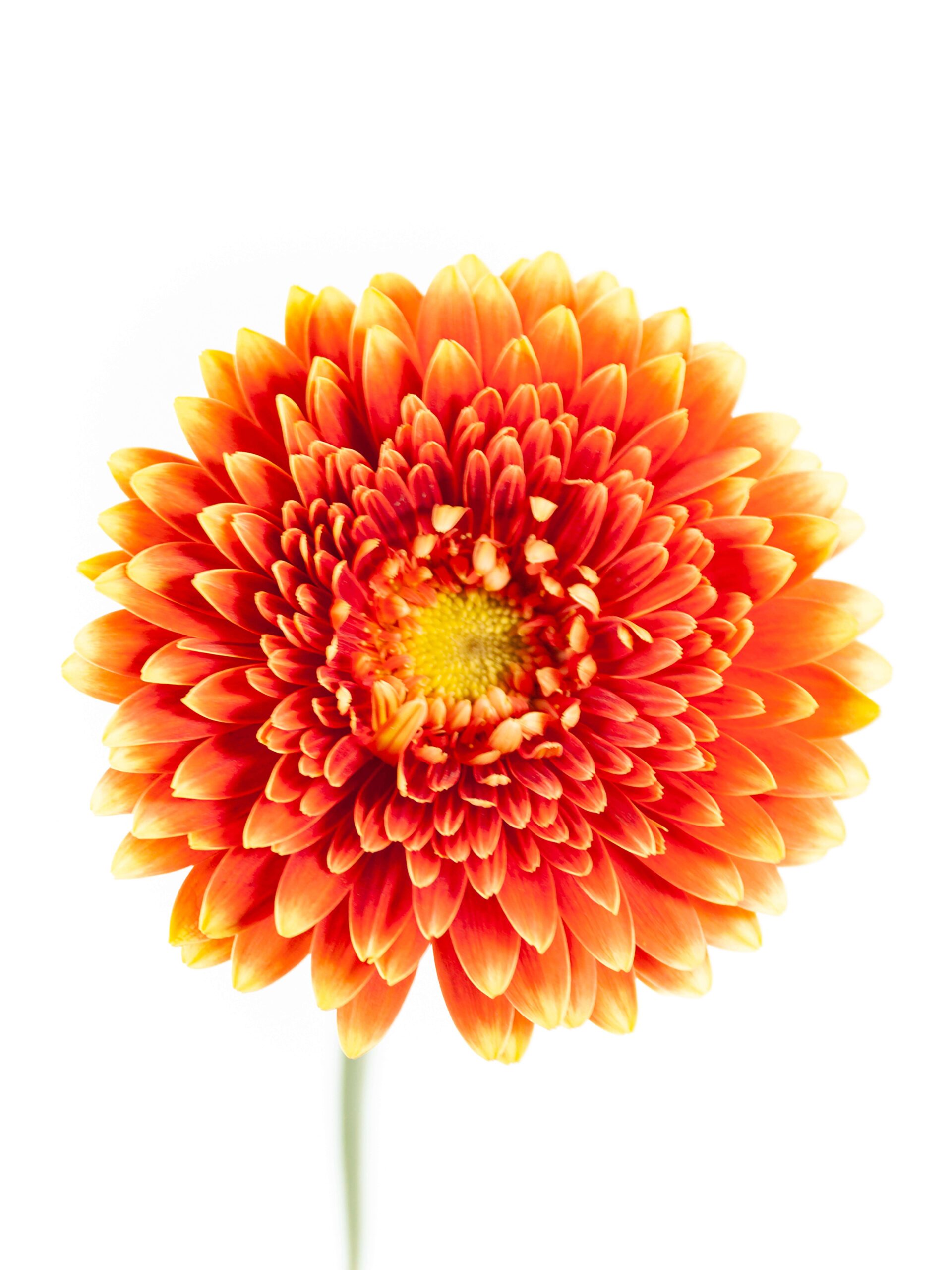 Gerbera mini Canizares rot-orange