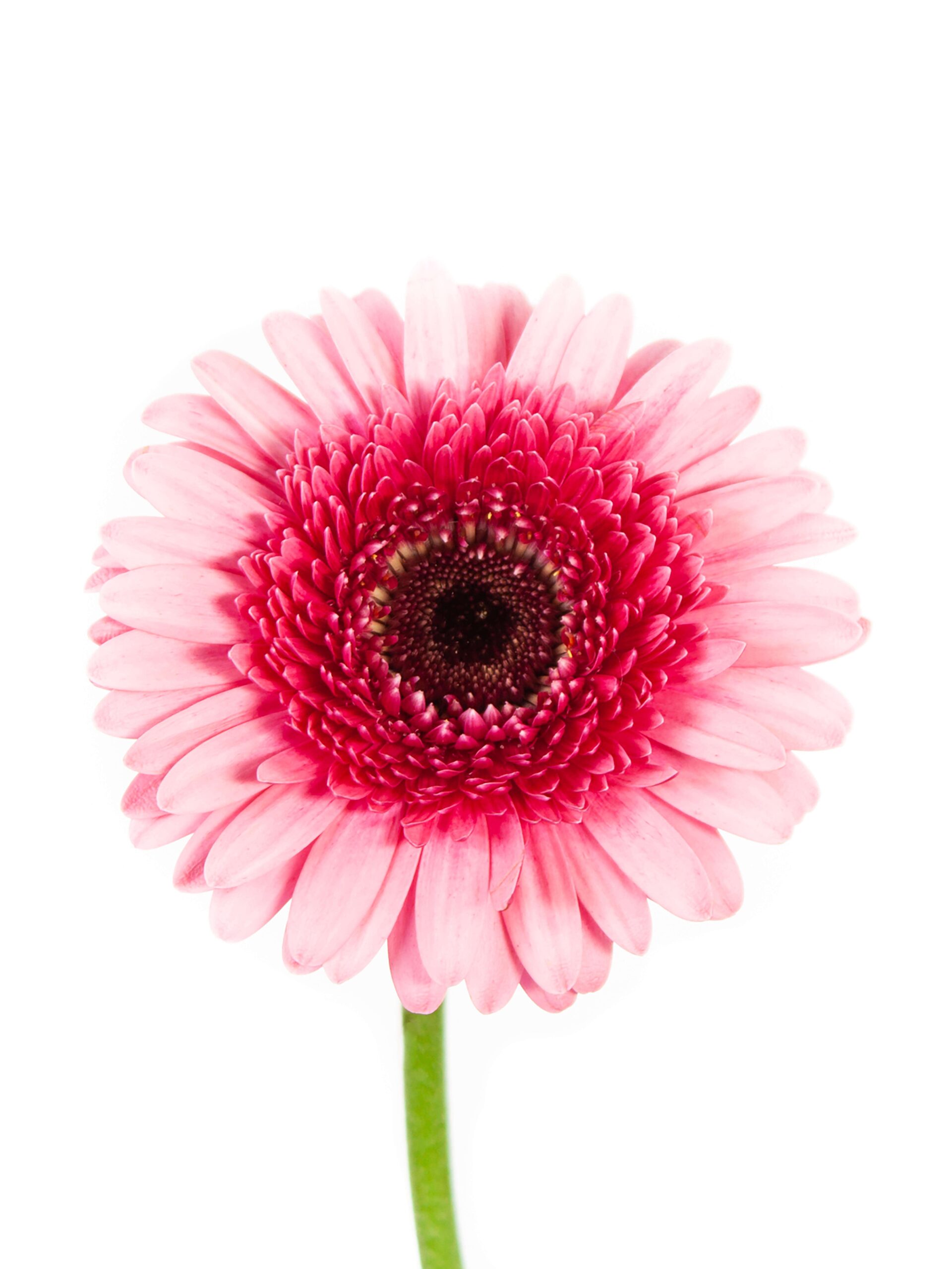 Gerbera mini "Isabelle" pink-rosa