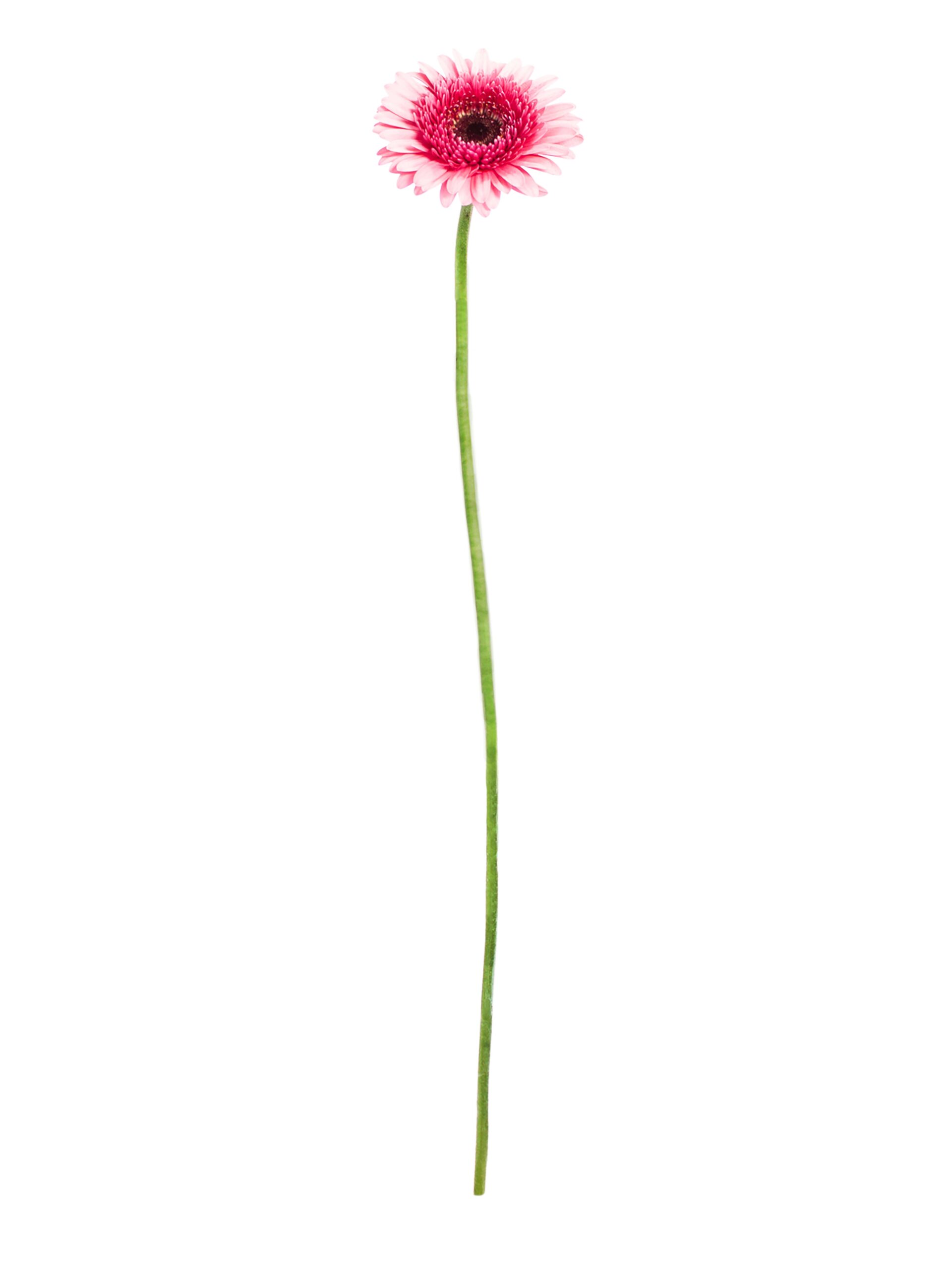 Gerbera mini Isabelle pink