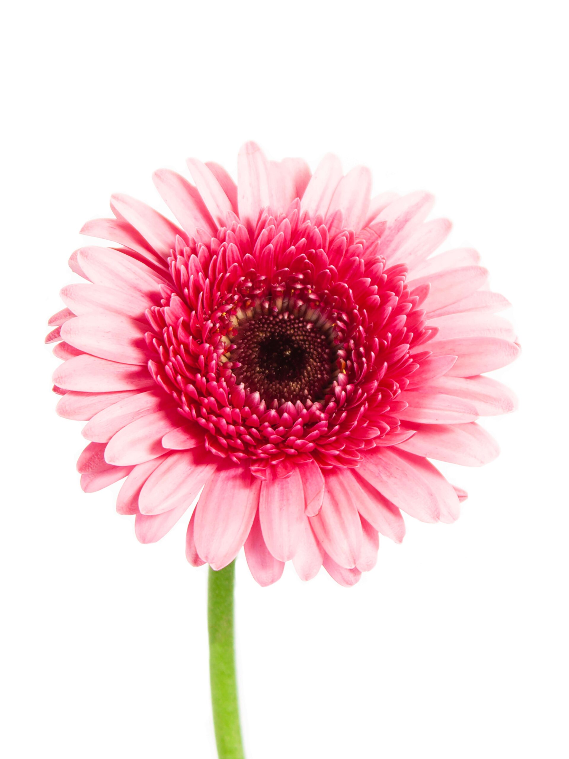Gerbera mini Isabelle pink
