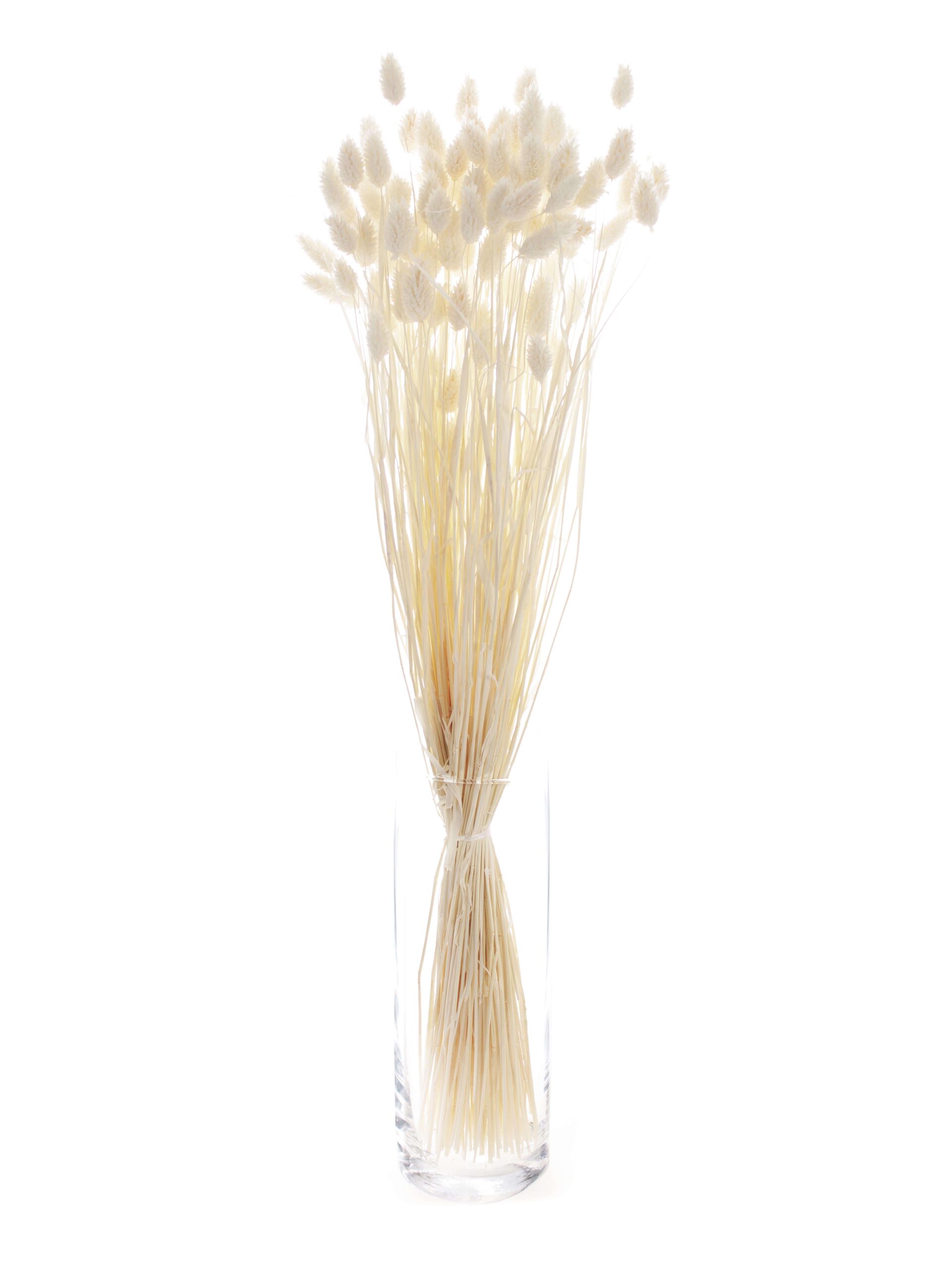 Glanzgräser - Phalaris gebleicht (1)
