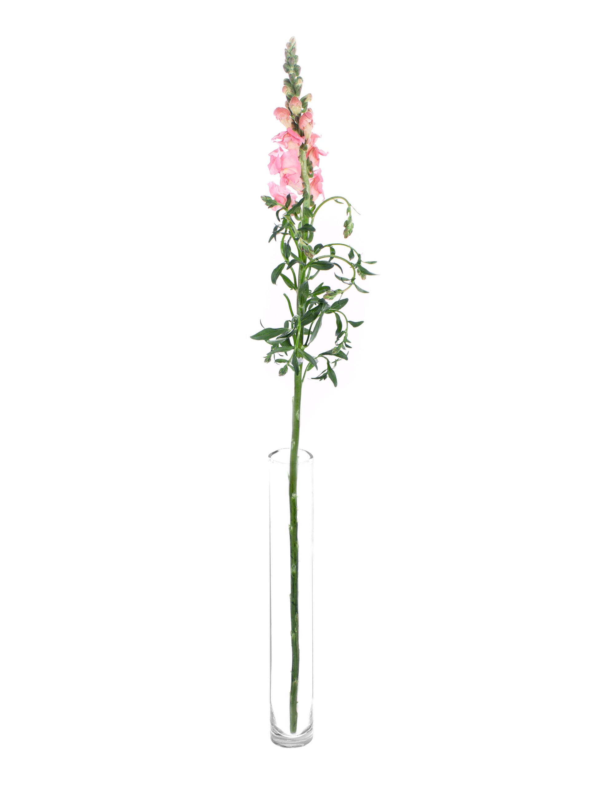 Loewenmaeulchen Maryland pink