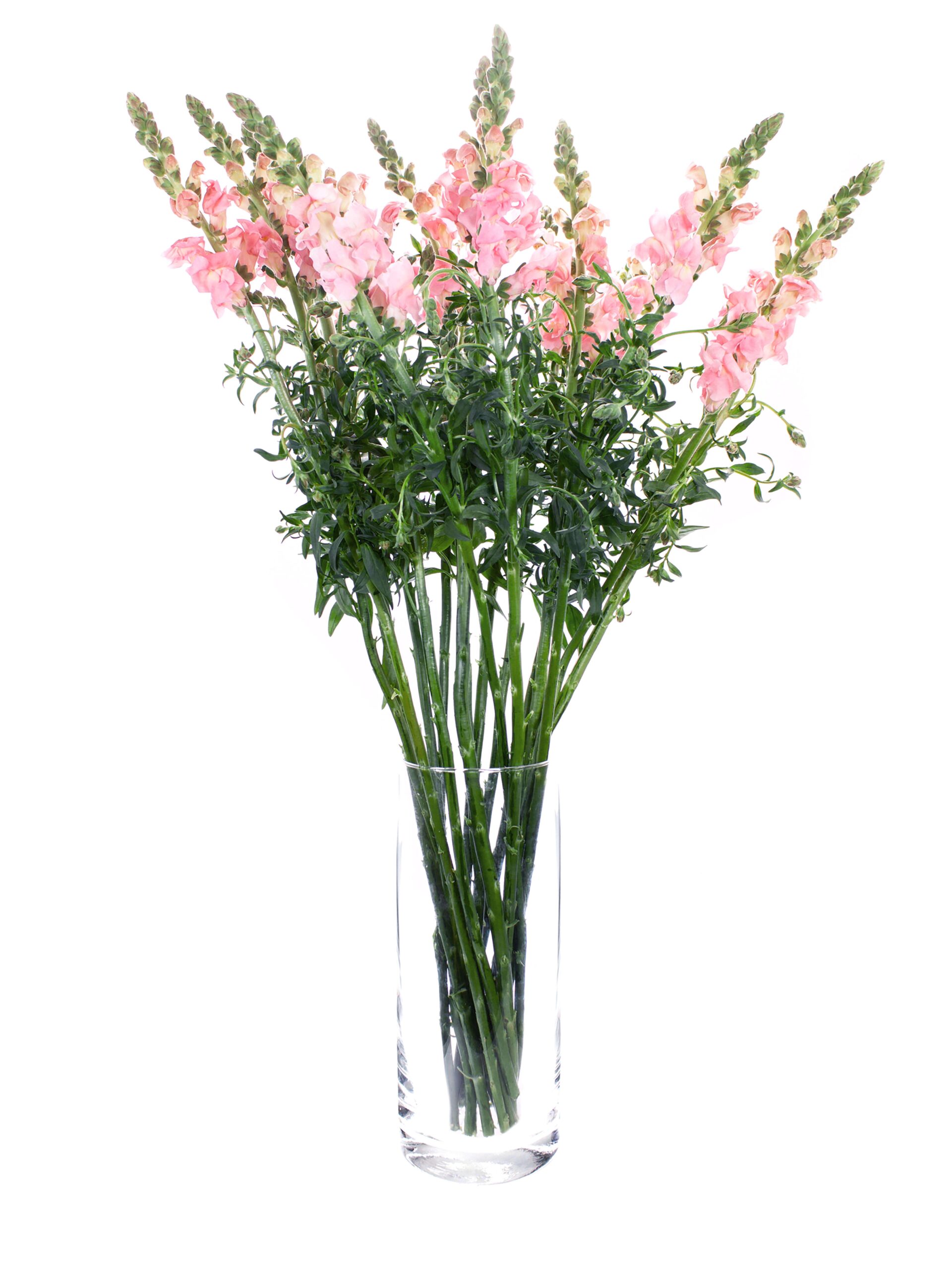 Loewenmaeulchen Maryland pink