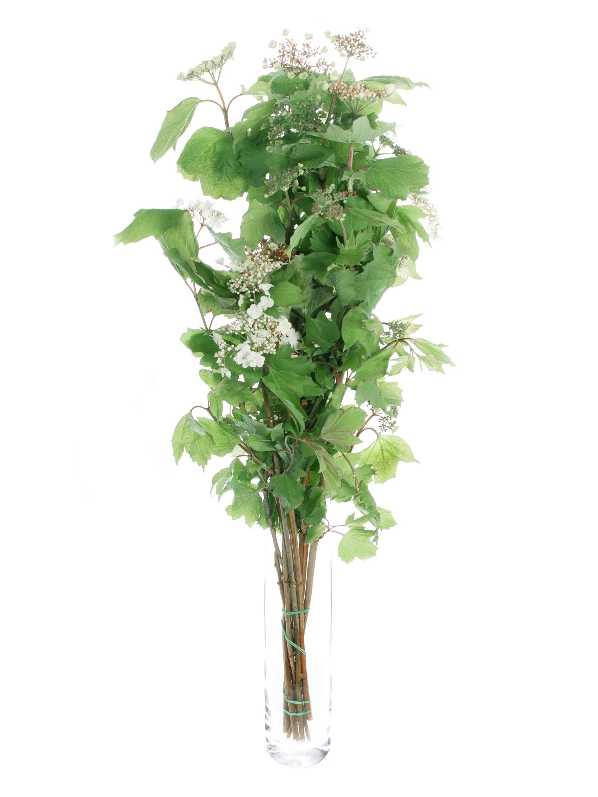 Virburnum Compactum gruen-weiss