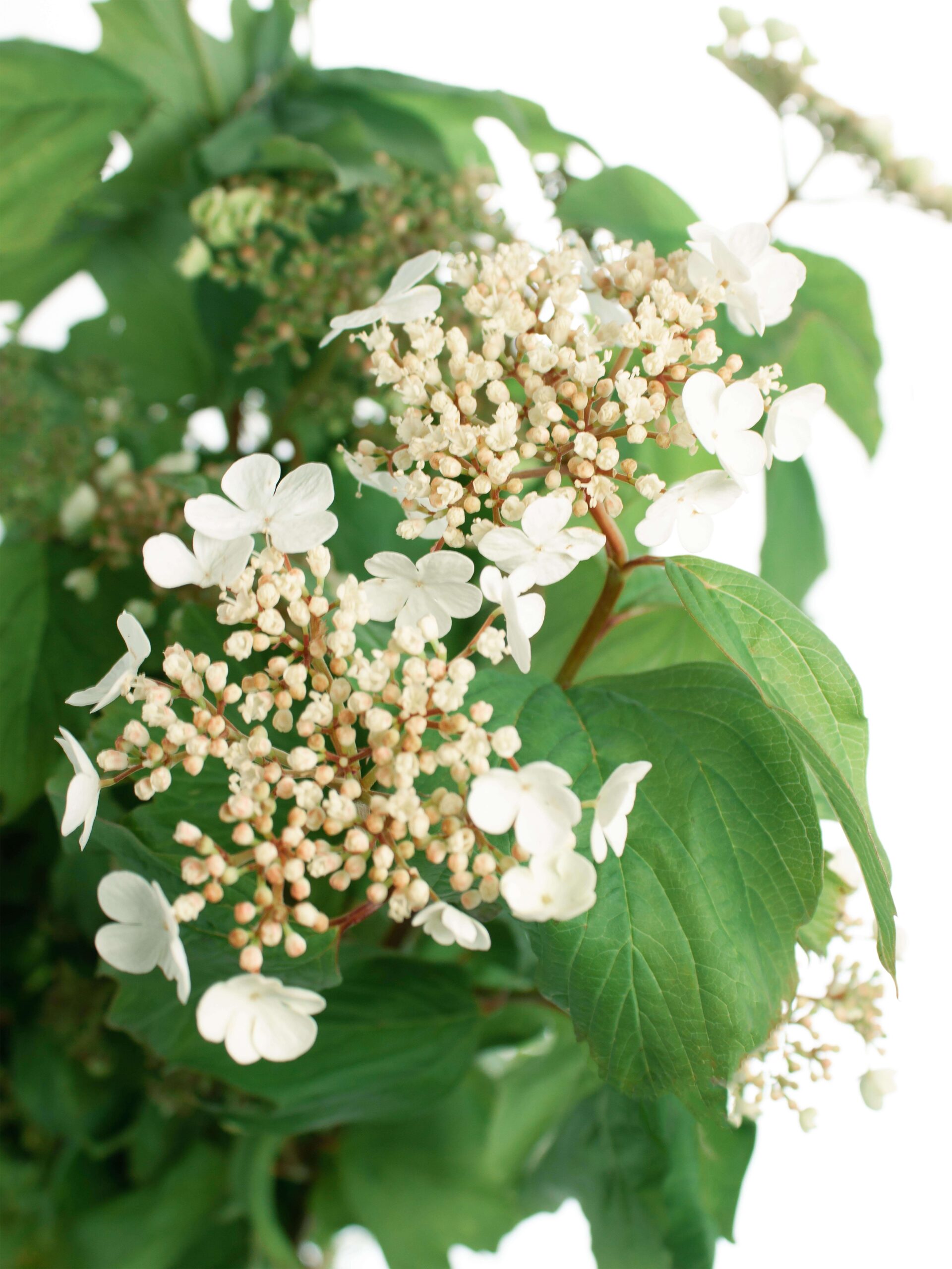 Viburnum "Compactum" weiß-grün