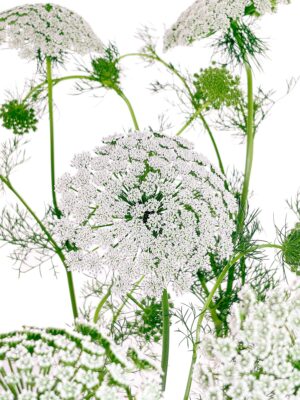 Ammi Majus - Bischofskraut weiß-grün
