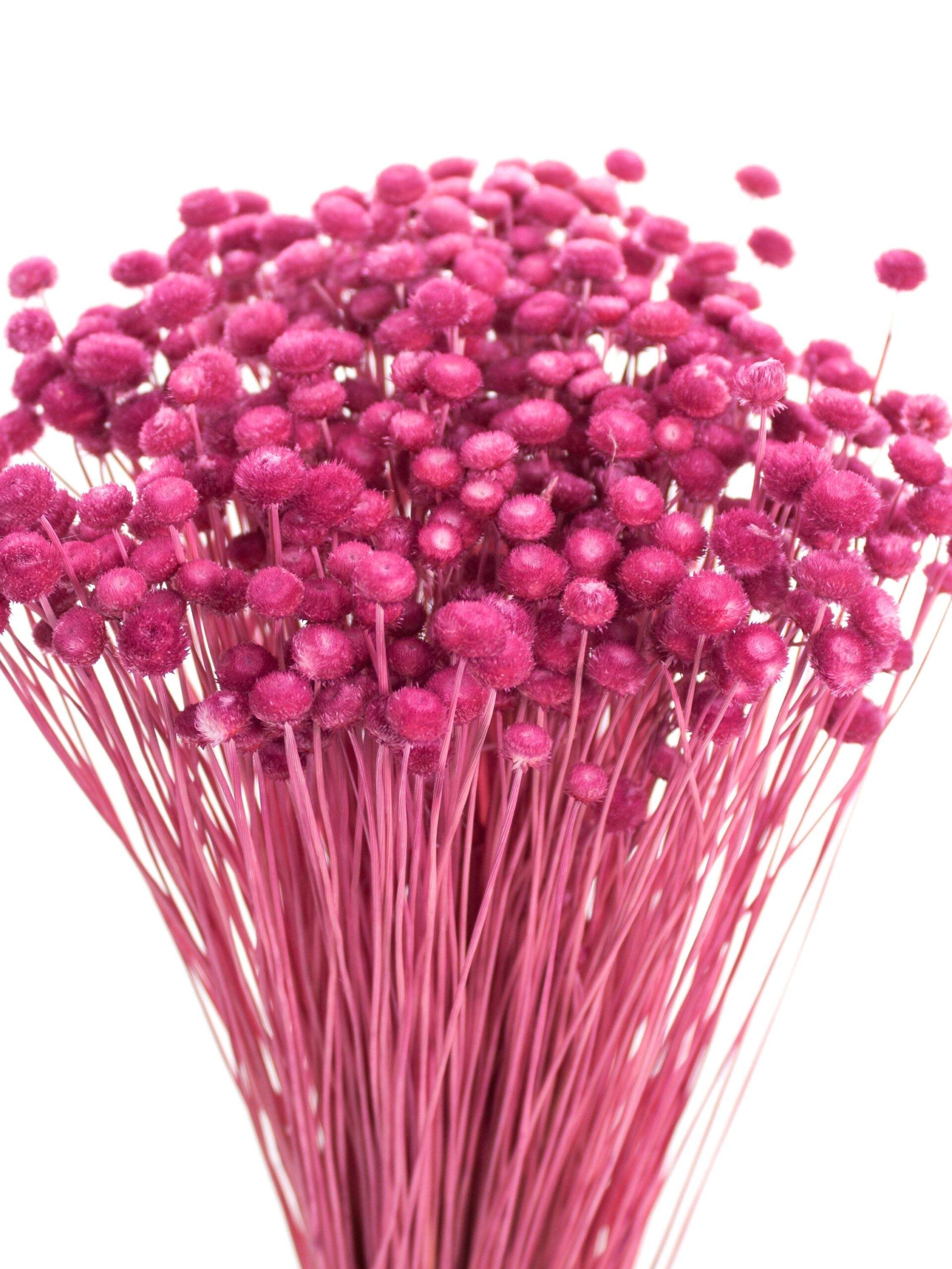 Amarelinho - getrocknet - pink