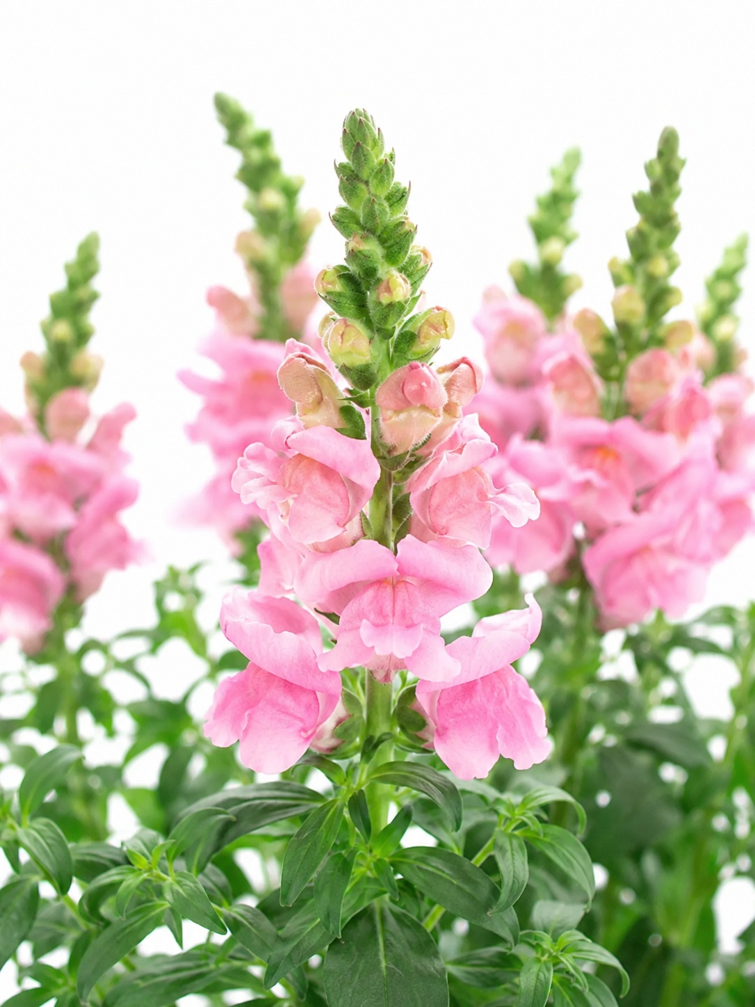Löwenmäulchen "Poto Rose" rosa-pink