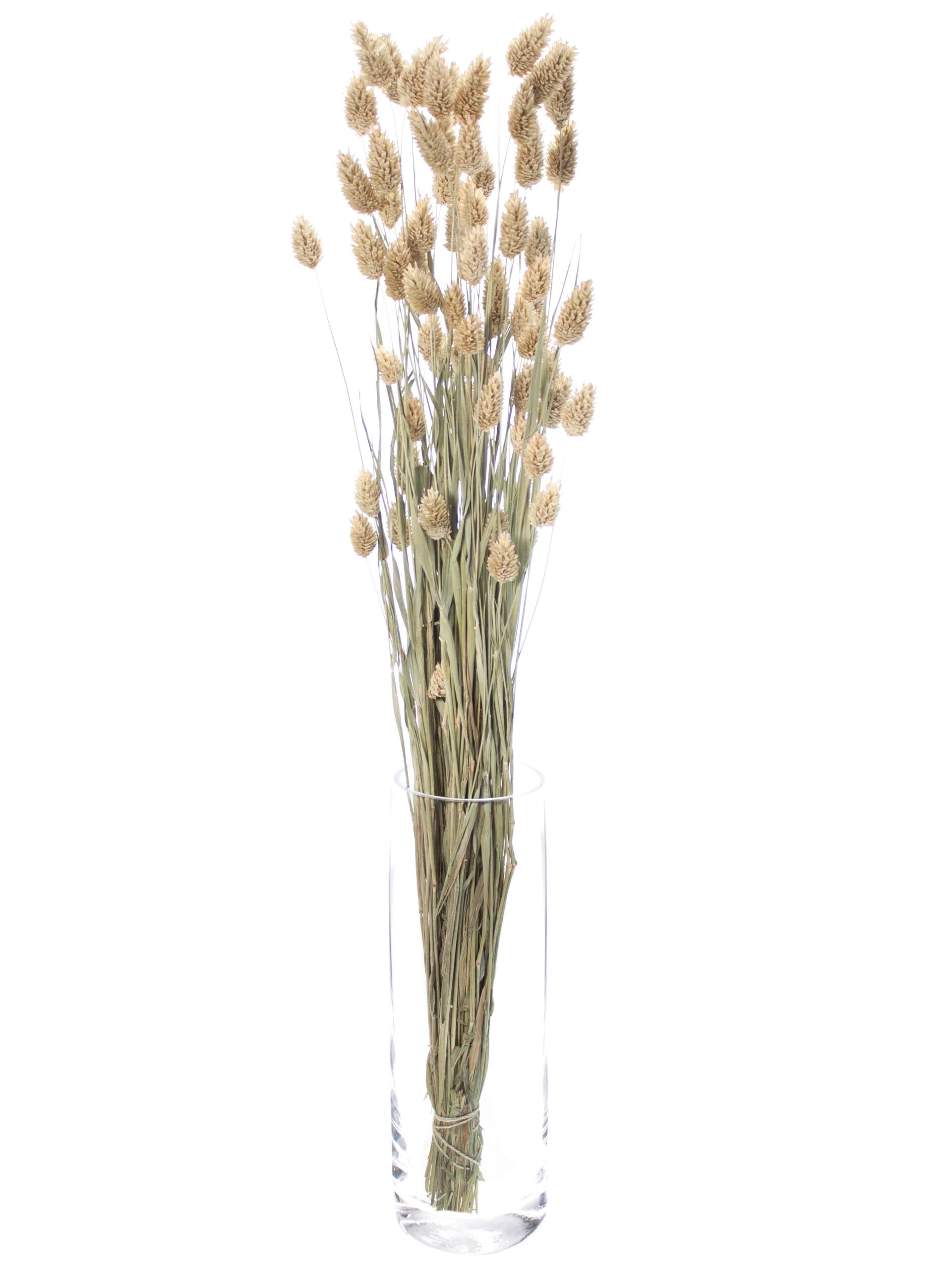 Phalaris Glanzgräser getrocknet natur