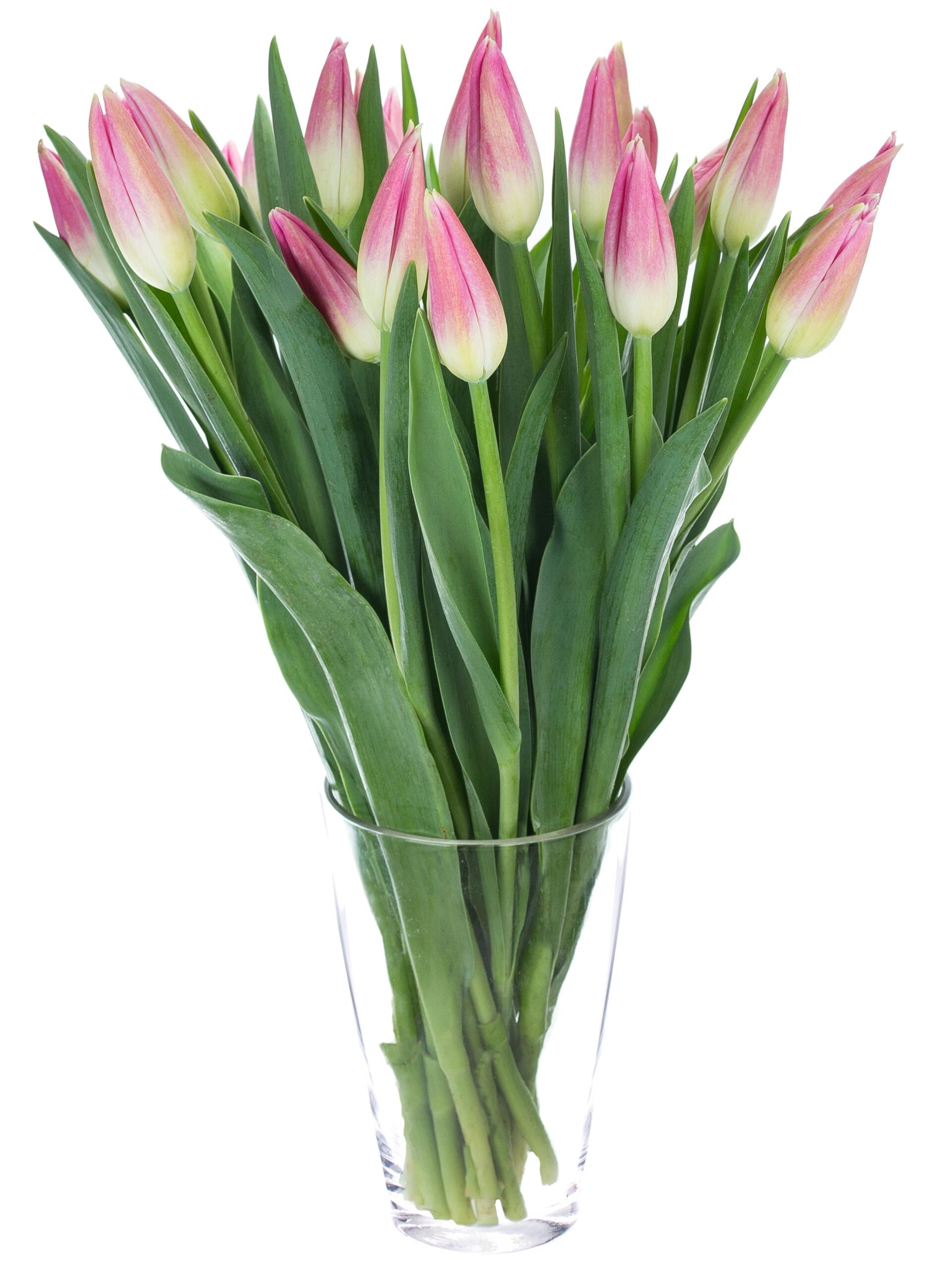 Franzoesische Tulpen Royal Ten pink weiss