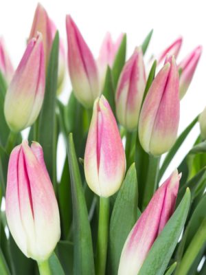 Französische Tulpen Royal Ten pink weiss