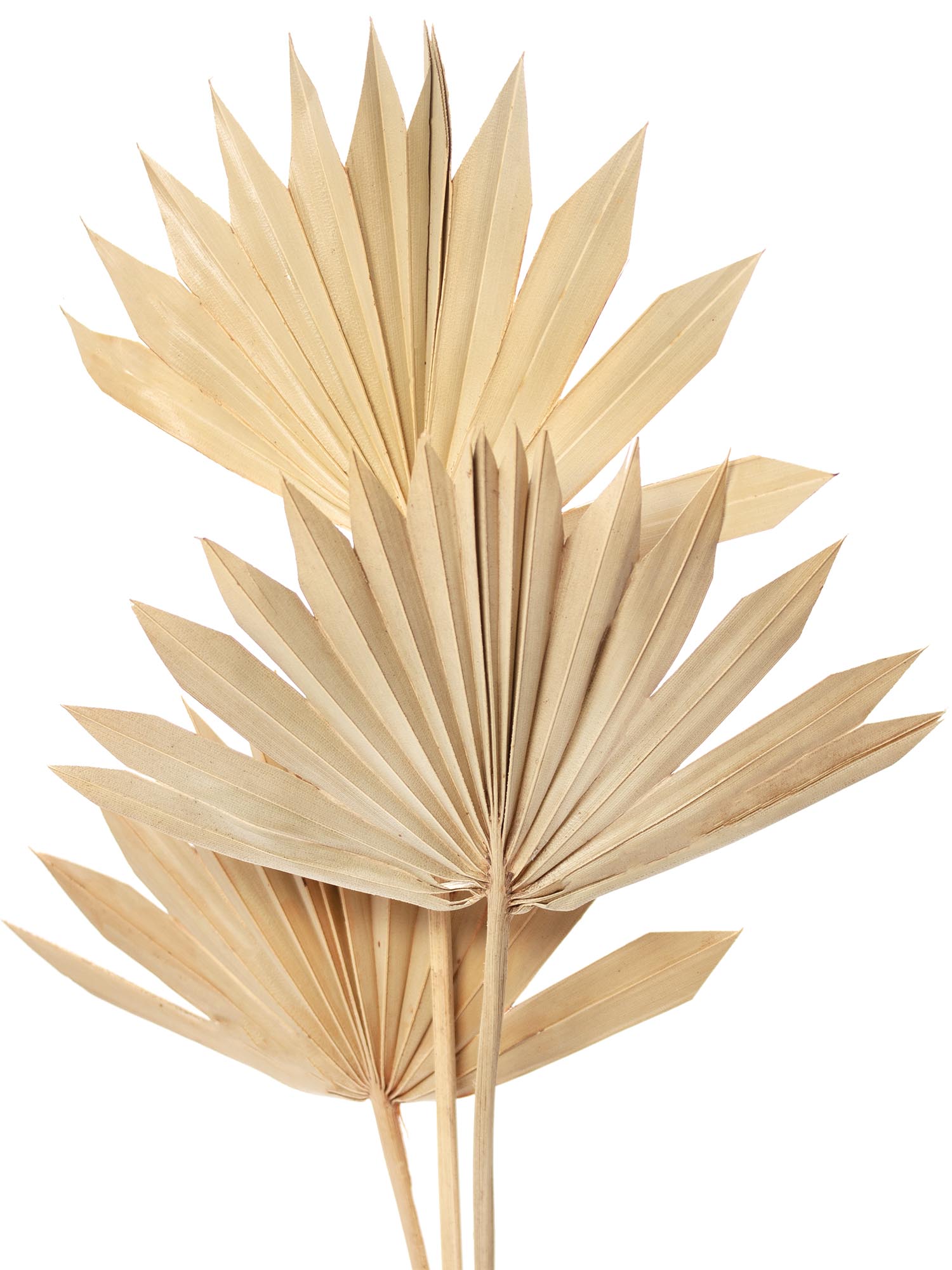Palm Spear – getrocknet – natur