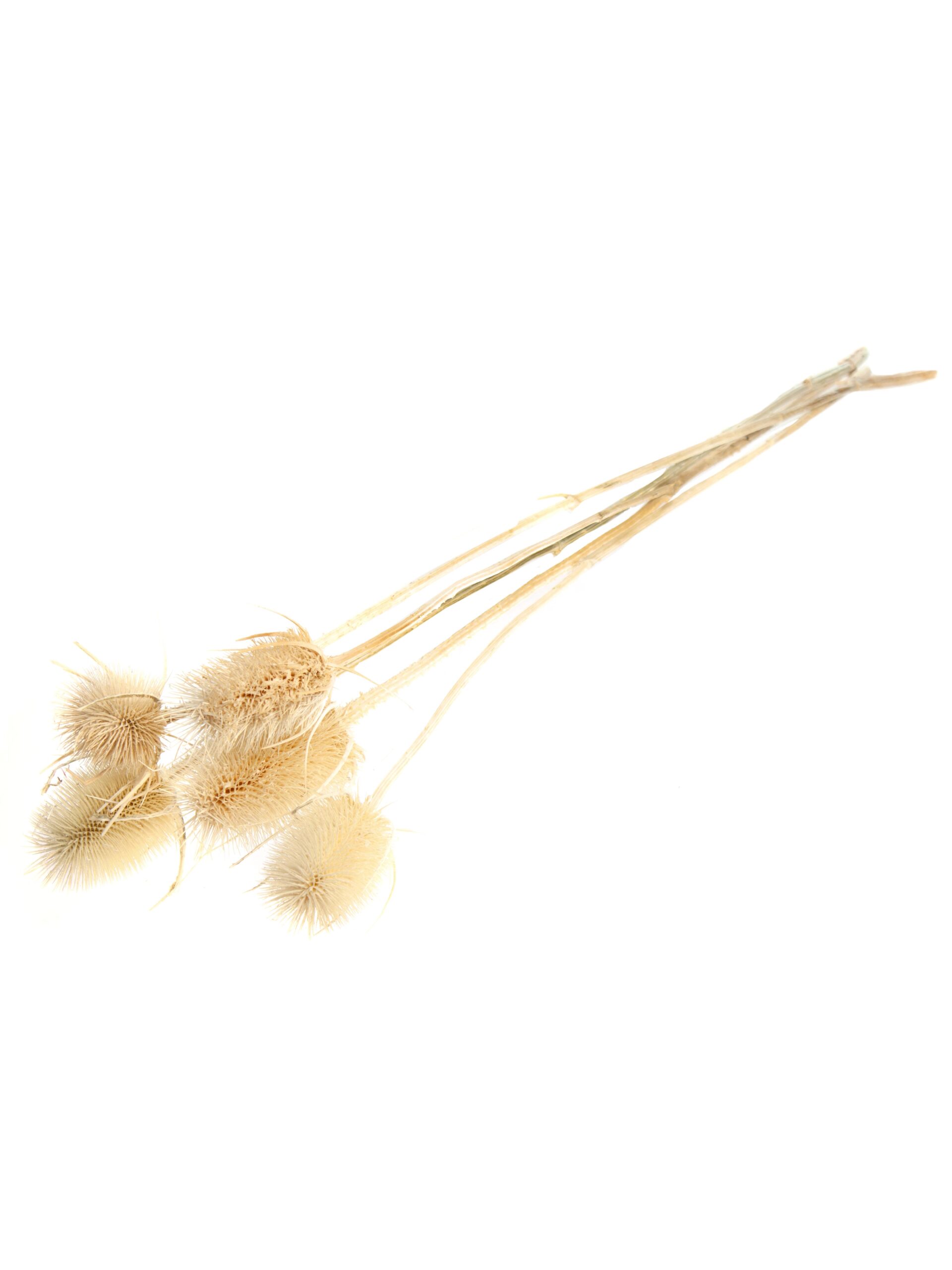 WIlde Karde - Dipsacus fullonum - getrocknet und gebleicht