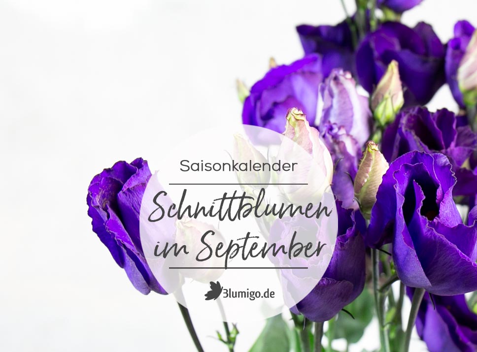 Welche Blumen gibt es im September?  Schnittblumen Saison-Kalender