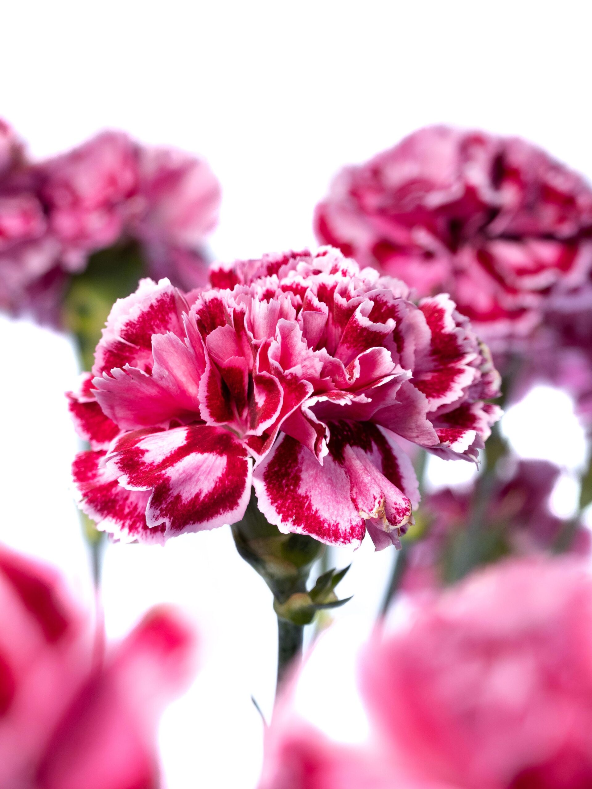 Edelnelken Nobbio Cherry pink-violett