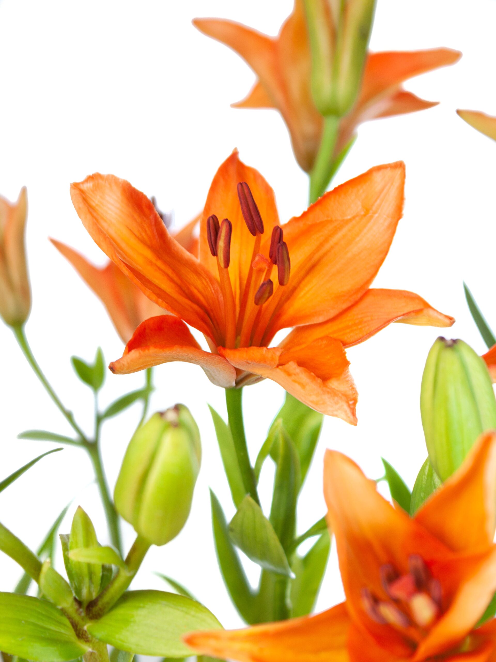 Lilien "Millburn" orange