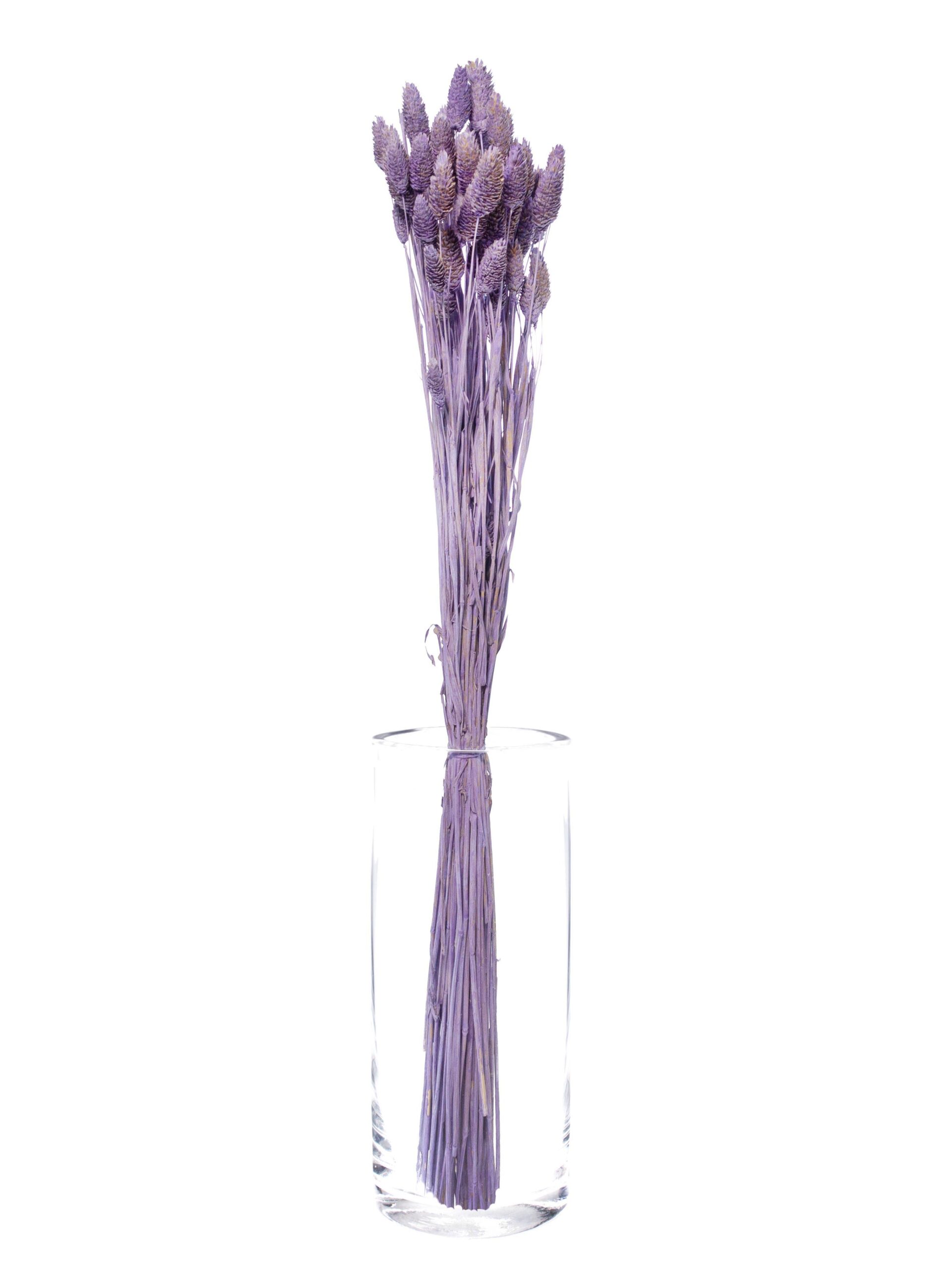 Phalaris getrocknet - lila gefaerbt