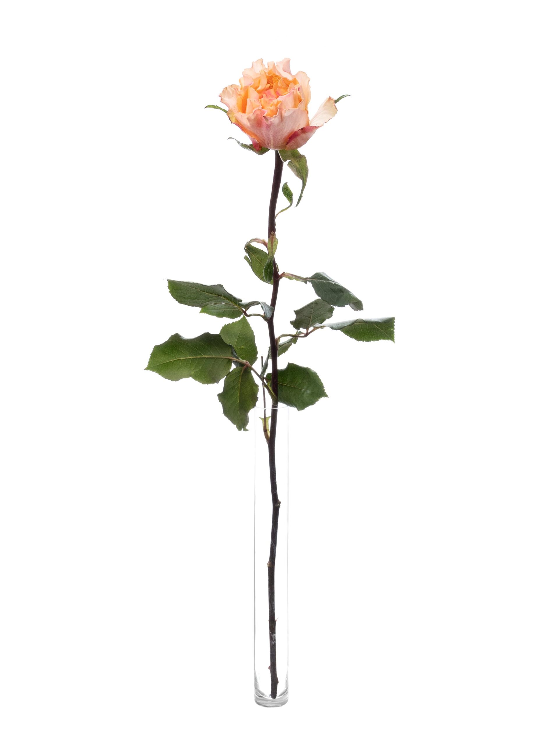 Rosen Campanella Peach apricot