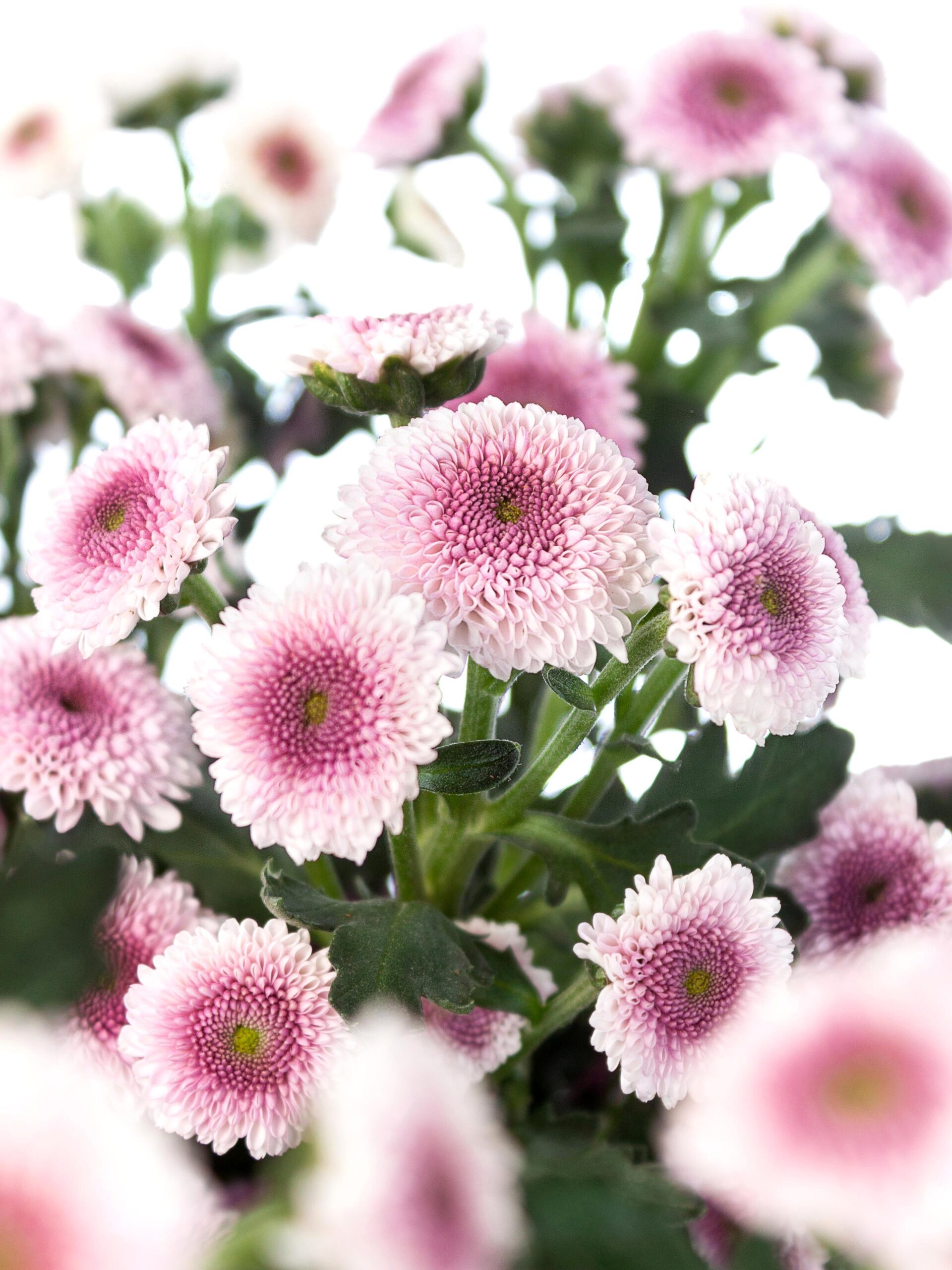 Santinis "Sweetheats" rosa-pink
