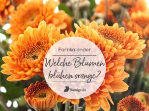 Orangene Blumen - Welche Schnittblumen blühen orange?