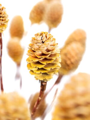 Leucadendron