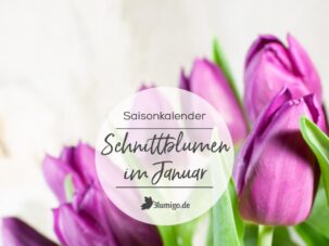Welche Blumen gibt es im Januar?  Schnittblumen Saison-Kalender
