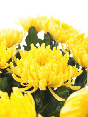 Mehrere Chrysanthemen Piotr mit leuchtend gelben Blüten