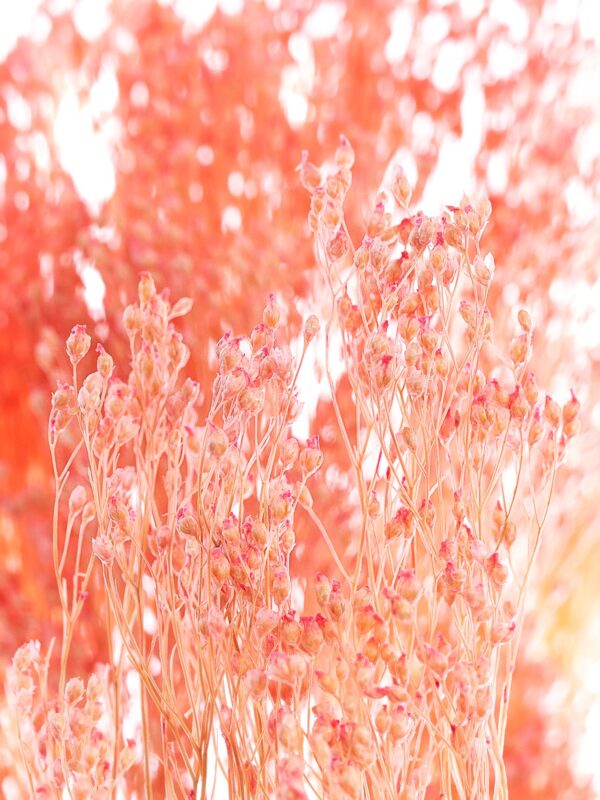 Ginster getrocknet gefärbt rosa Detailaufnahme