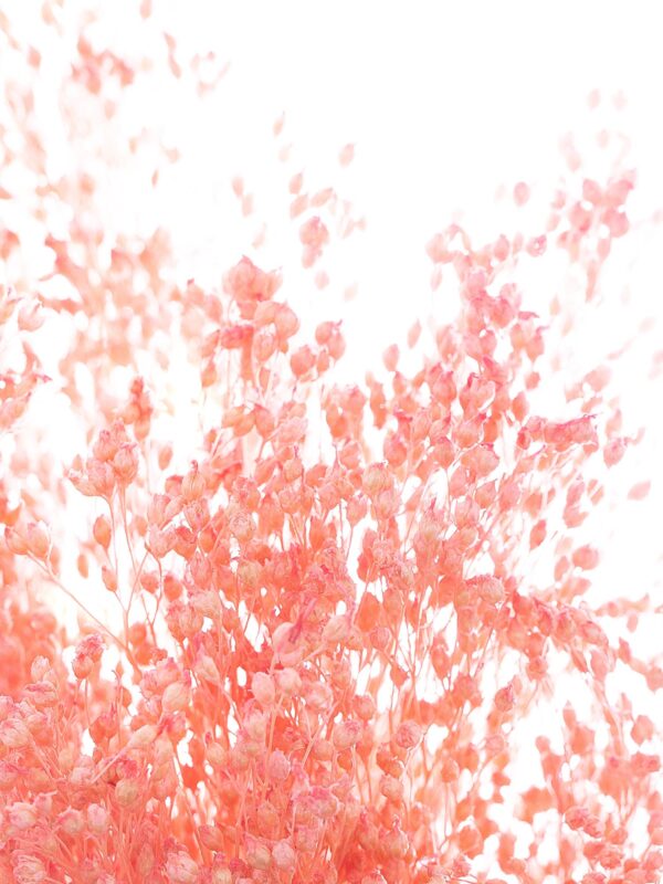 Ginster getrocknet gefärbt rosa Nahaufnahme
