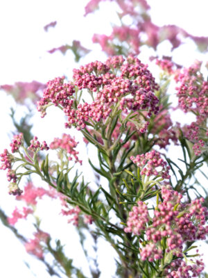 Detailansicht der Ozothamnus Reisblume in pink