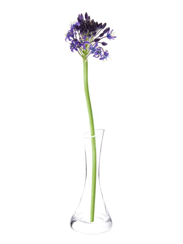 Peruanischer Blaustern Scilla Peruviana lila als einzelner Stiel in einer durchsichtigen Vase.