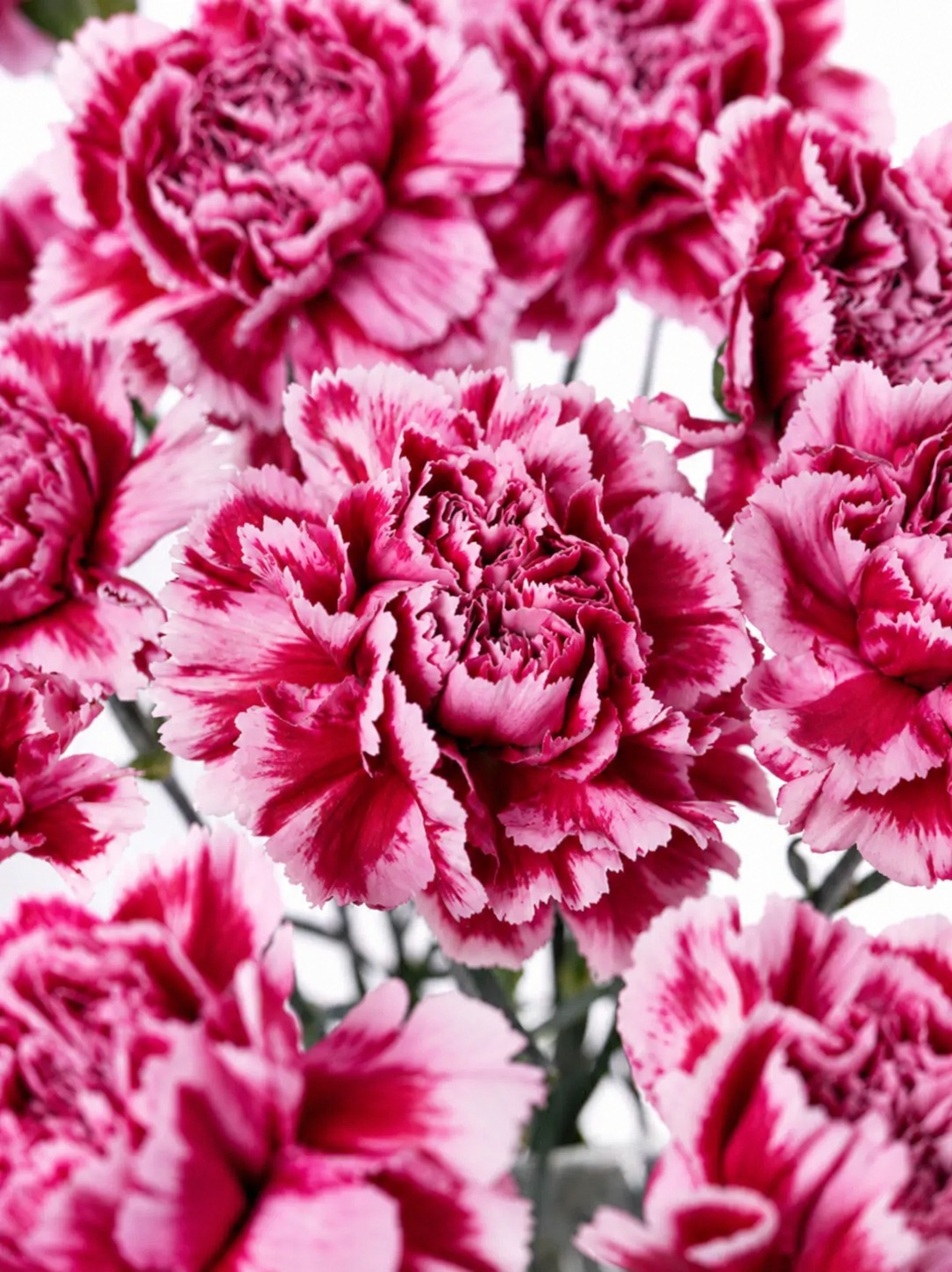 Edelnelken "Nobbio Cherry" pink-weiß