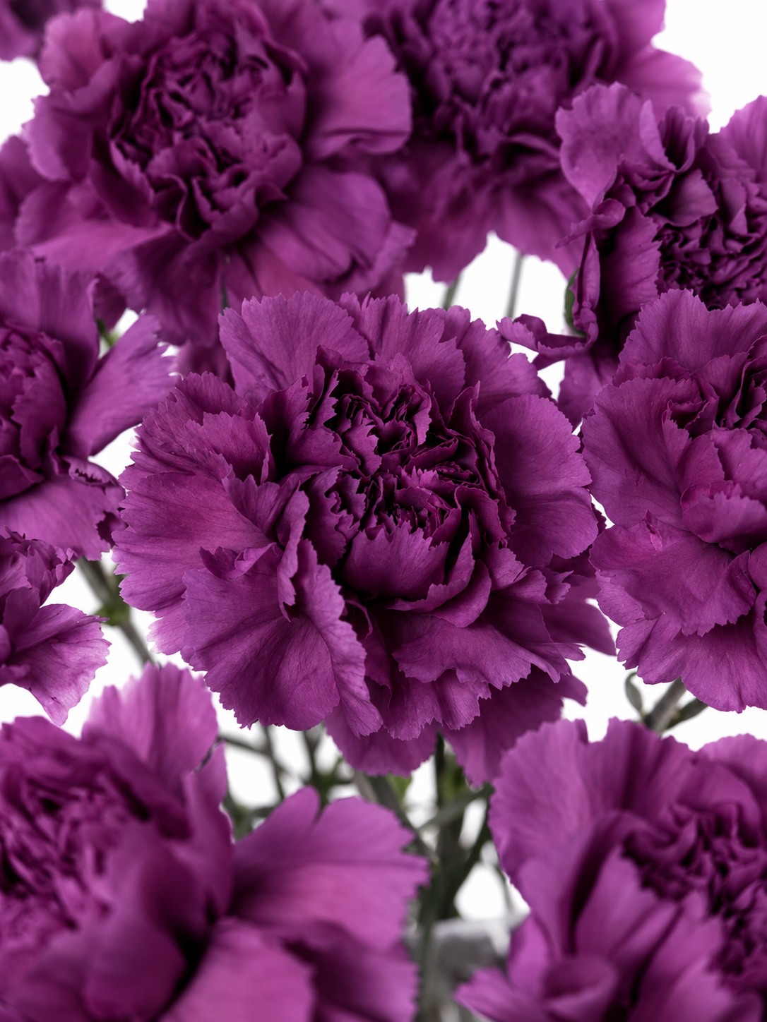 Edelnelken "Cobalt Thrill" violett-aubergine
